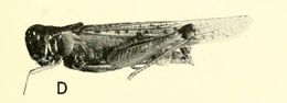 Imagem de <i>Melanoplus spretus</i>