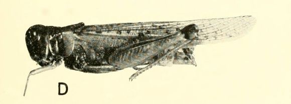 Image of Rocky Mountain Locust