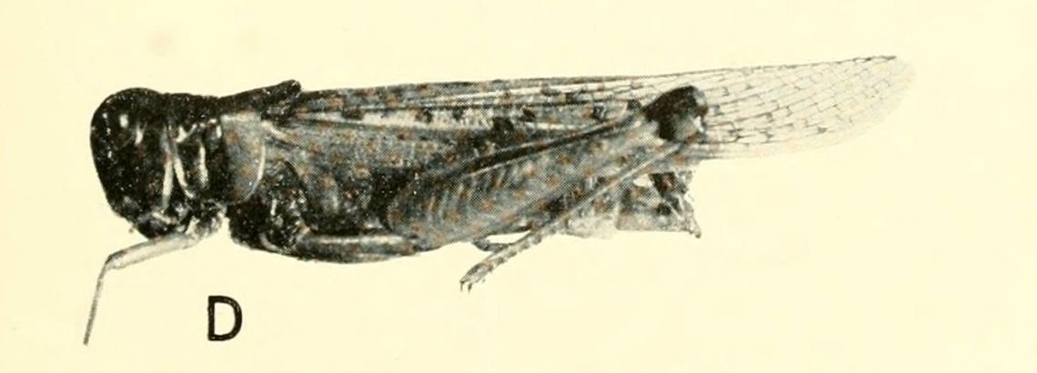 Locusta - Encyclopedia of Life