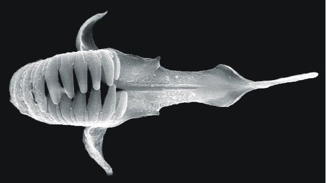 Image de Rastrognathia macrostoma Kristensen & Nørrevang 1977