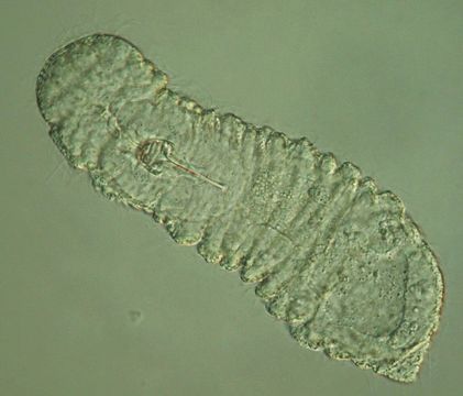 Image of Rastrognathia macrostoma Kristensen & Nørrevang 1977