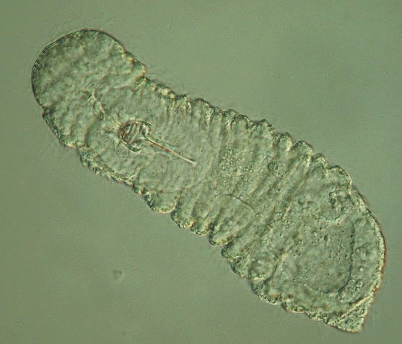Image of Rastrognathia macrostoma Kristensen & Nørrevang 1977
