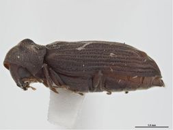 Image of Hemicoelus