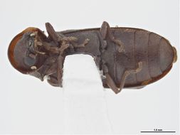 Image of Hemicoelus