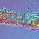 Image of Limnognathia maerski Kristensen & Funch 2000