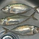 Image of Short Mackerel