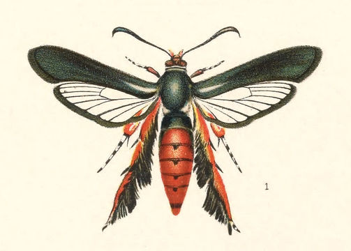 Image of Melittia satyriniformis Hübner 1825