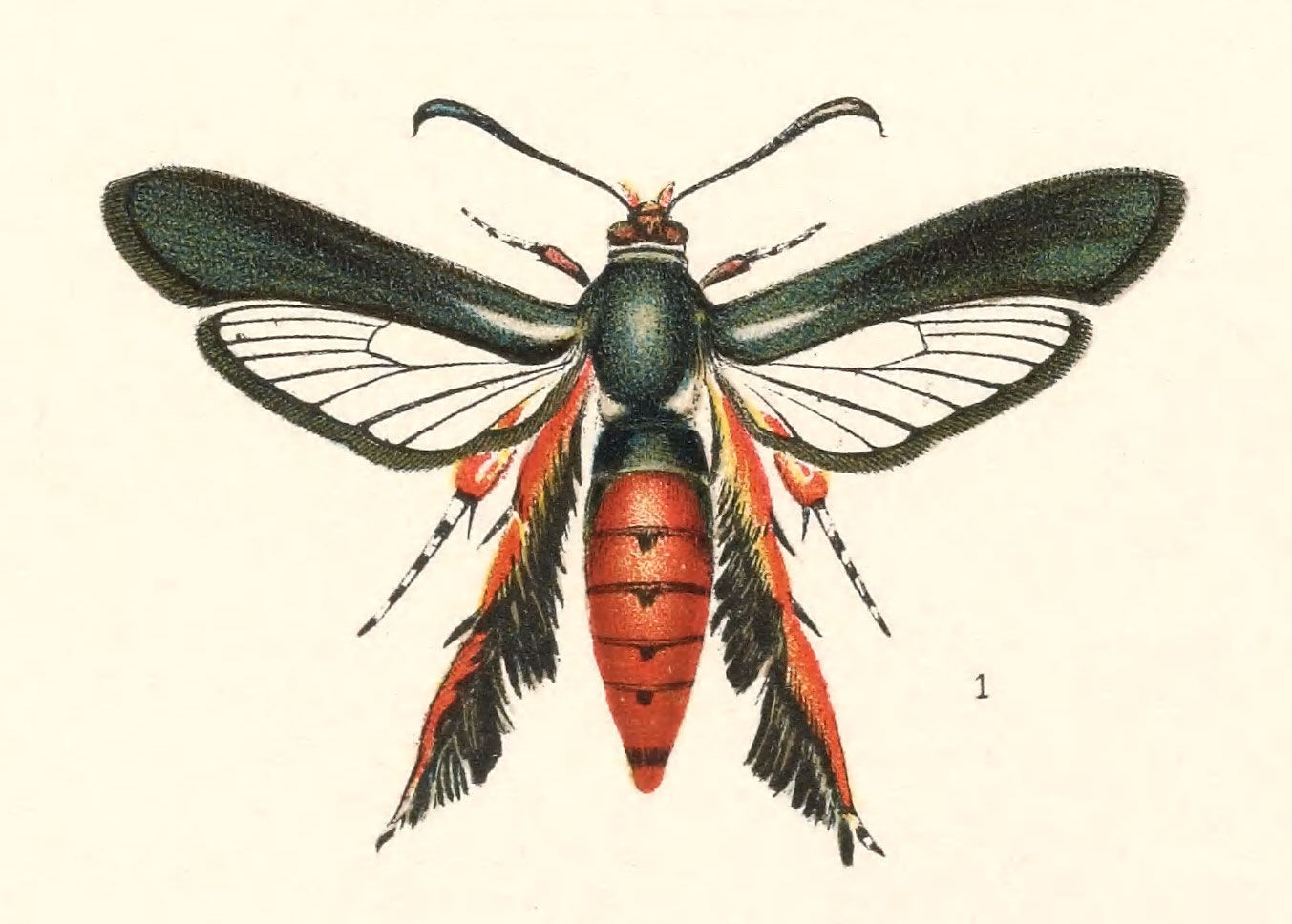 Image de Melittia satyriniformis Hübner 1825