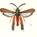 Image of Melittia snowii Edwards 1882