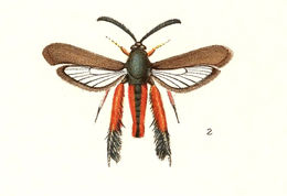 Image de Melittia snowii Edwards 1882