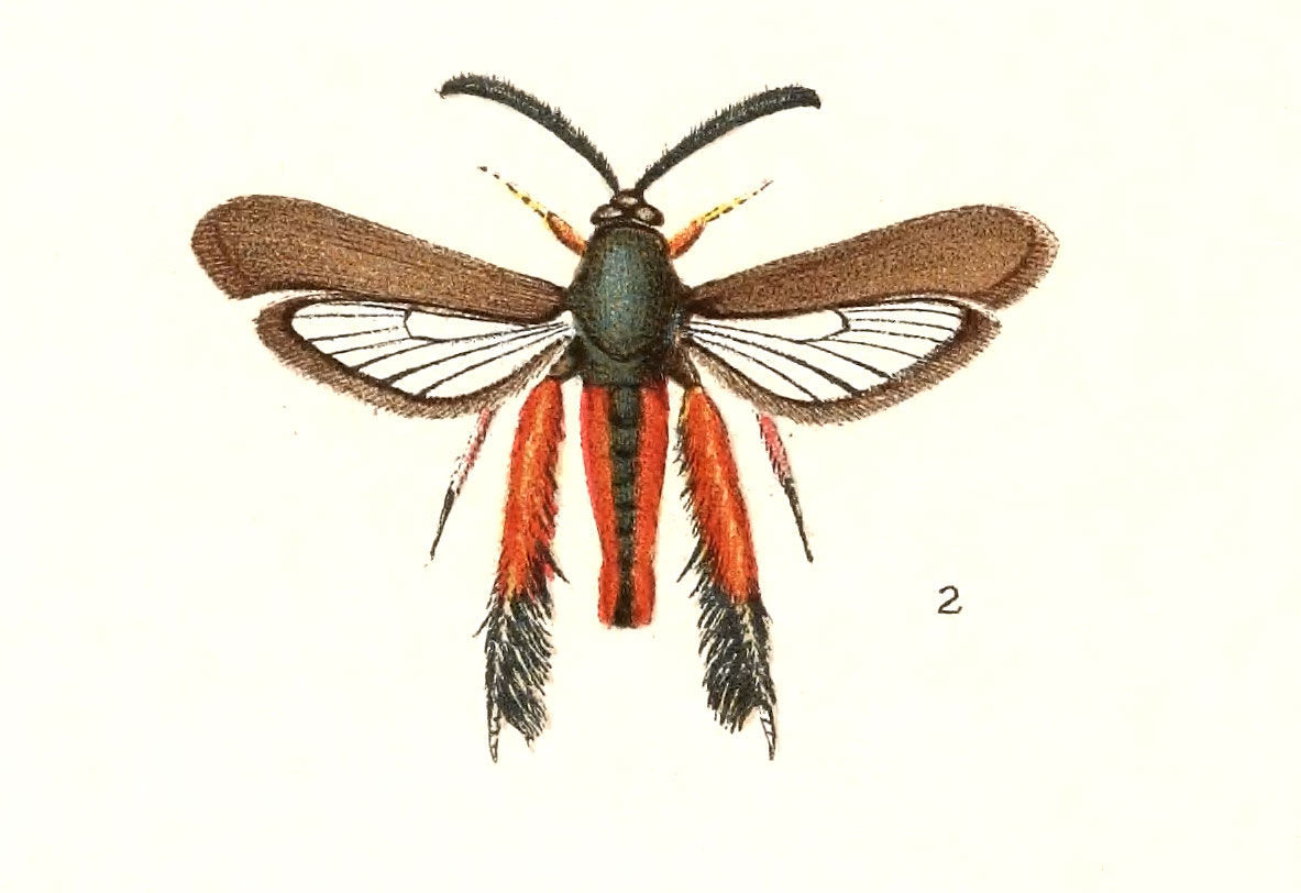 Image of Melittia snowii Edwards 1882