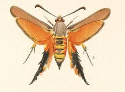 Image de Melittia gloriosa Edwards 1880