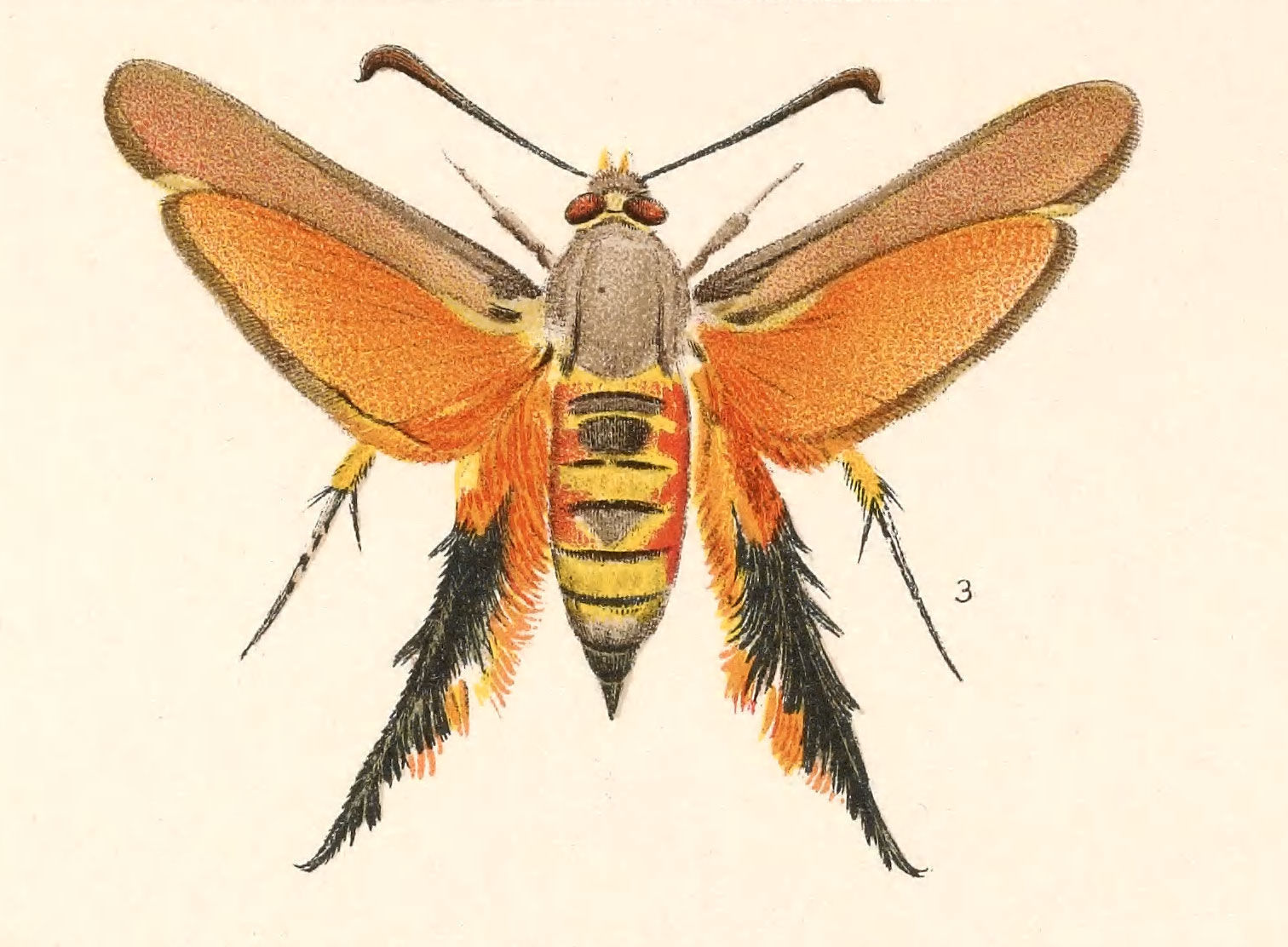 Image of Melittia gloriosa Edwards 1880