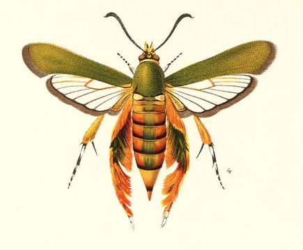 Image of <i>Melittia grandis</i> (Strecker)