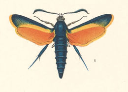 Image of Melittia magnifica Beutenmüller 1899