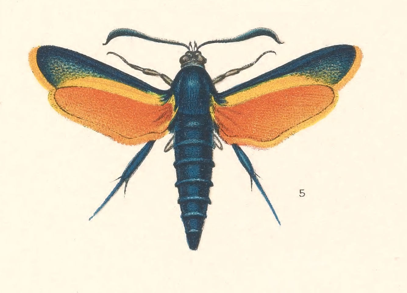 Image of Melittia magnifica Beutenmüller 1899