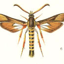 Image of Gaea solituda Edwards 1881