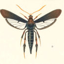 Image of Clematis Clearwing Moth