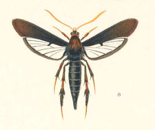 Image of Clematis Clearwing Moth