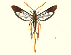 Image of Clematis Clearwing Moth