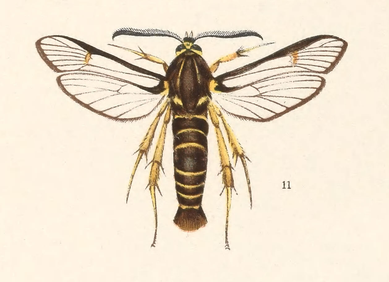 Image of <i>Aegeria tibialis</i> (Harr.)