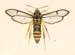 Image of <i>Aegeria tibialis</i> (Harr.)