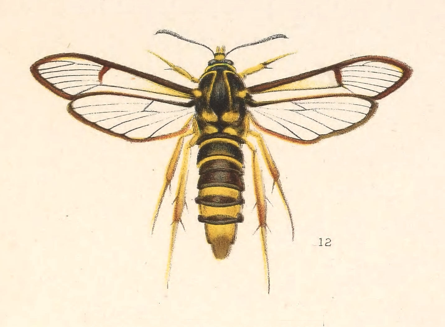 Image of <i>Aegeria tibialis</i> (Harr.)