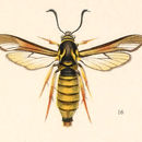 Imagem de Paranthrene simulans Grote 1881