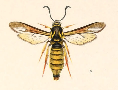 صورة Paranthrene simulans Grote 1881