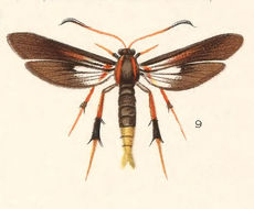 Image of Palmia