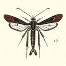 Image of Virginia Creeper Clearwing