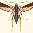 Image of The Ash Borer