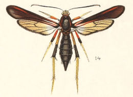 Image of Ash/Lilac Borers