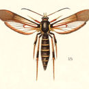 Image of Podosesia fraxini Lugger 1891