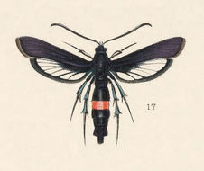 Imagem de Sanninoidea exitiosa Say 1823