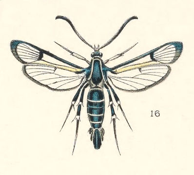 Image of Sanninoidea exitiosa Say 1823