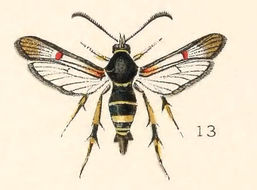 Image de <i>Sesia decipiens</i> (Hy. Edw.)