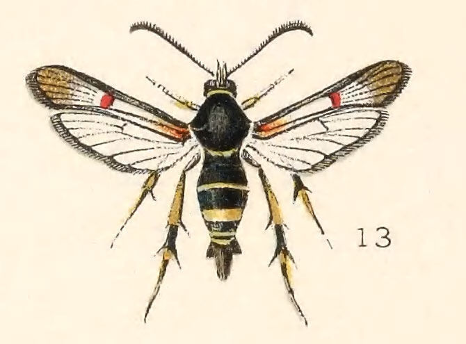 Image de <i>Sesia decipiens</i> (Hy. Edw.)