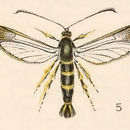 Image of <i>Sesia decipiens</i> (Hy. Edw.)