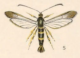 Image of <i>Sesia decipiens</i> (Hy. Edw.)