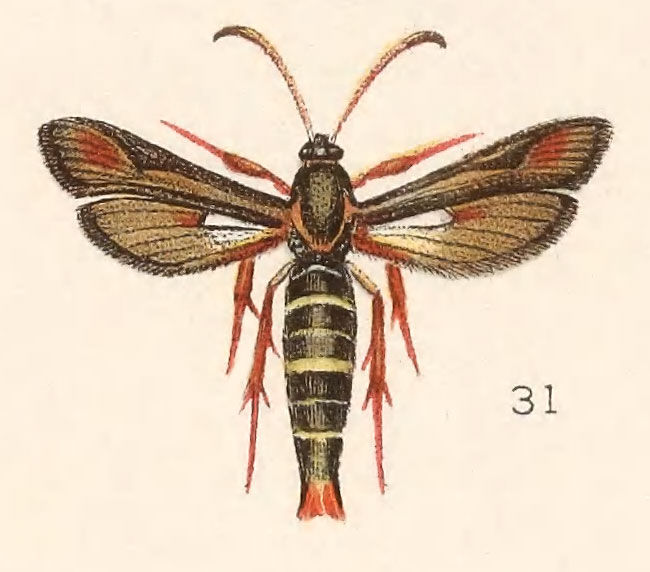 Image of Gaea emphytiformis Walker 1856