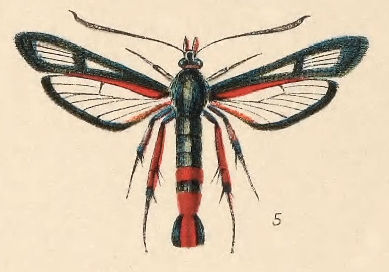 Image of <i>Sesia fragariae</i> (Hy. Edw.)