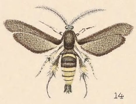 Image of Paranthrene