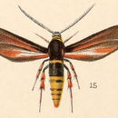 Image of Paranthrene palmii Edwards 1887