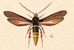 صورة Paranthrene palmii Edwards 1887