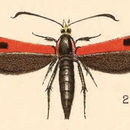 Image of Calasesia coccinea Beutenmüller 1898