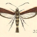 Image de Carmenta bassiformis Walker 1856