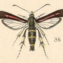 Sivun <i>Osminia ruficornis</i> (Hy. Edwards) kuva