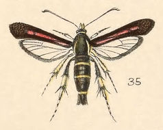 Image of Osminia