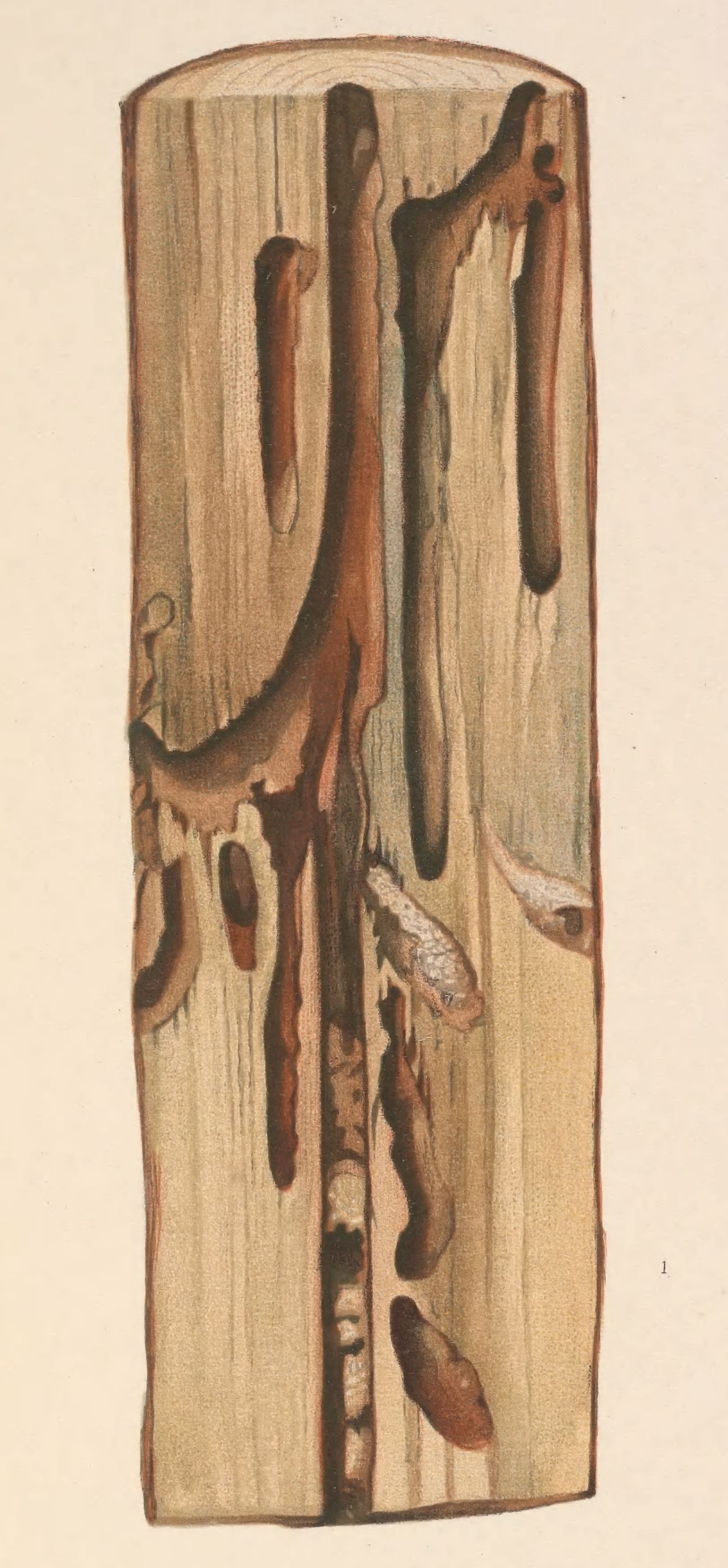 Image of Ash/Lilac Borers